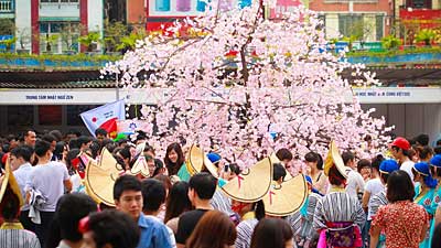 Japanese cherry blossom to bloom in Hanoi 