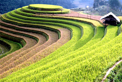 Culture – Tourism Week to celebrate beauty of rice terraces