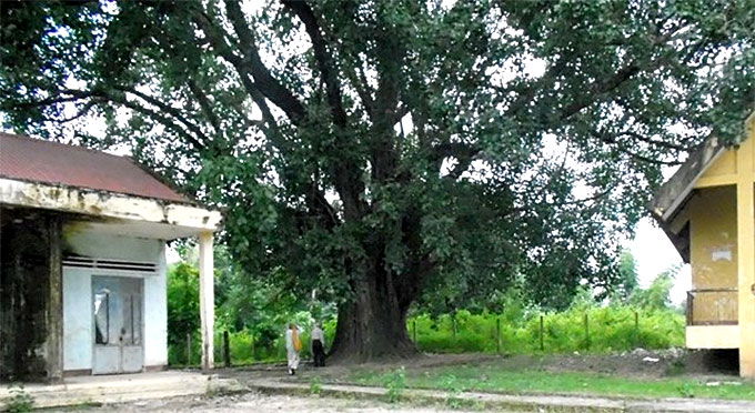 Cây Bồ đề 132 năm ở Đắk Lắk trở thành cây Di sản Việt Nam