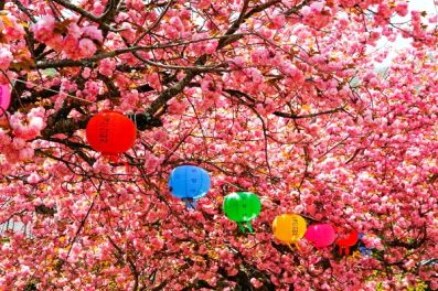 Đà Nẵng sẽ tổ chức lễ hội hoa anh đào trong tháng 4
