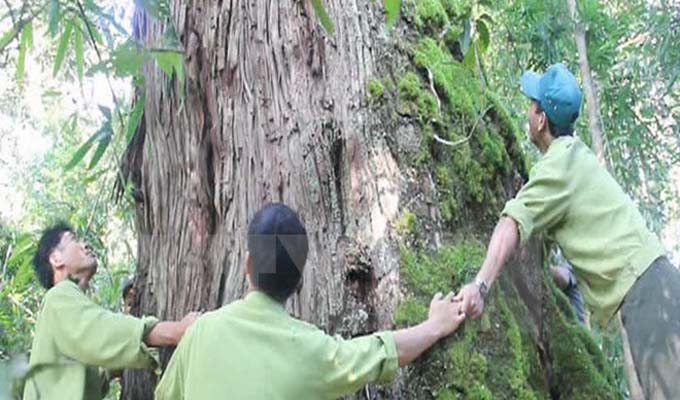 Quần thể pơ mu ở Tây Giang (Quảng Nam) là cây di sản Việt Nam