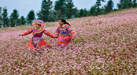 Lễ hội hoa tam giác mạch và Ngày hội văn hóa dân tộc Mông toàn quốc lần thứ 2