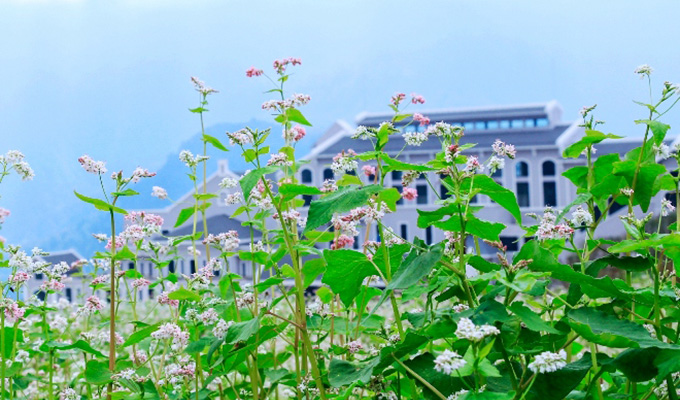 Lễ hội hoa Tam giác mạch tôn vinh loài hoa đặc trưng của núi rừng Tây Bắc