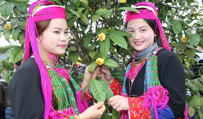 Rực rỡ lễ hội Trà hoa vàng Ba Chẽ, Quảng Ninh