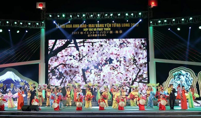 Khai mạc Lễ hội hoa Anh đào - Mai vàng Yên Tử, Hạ Long 2017