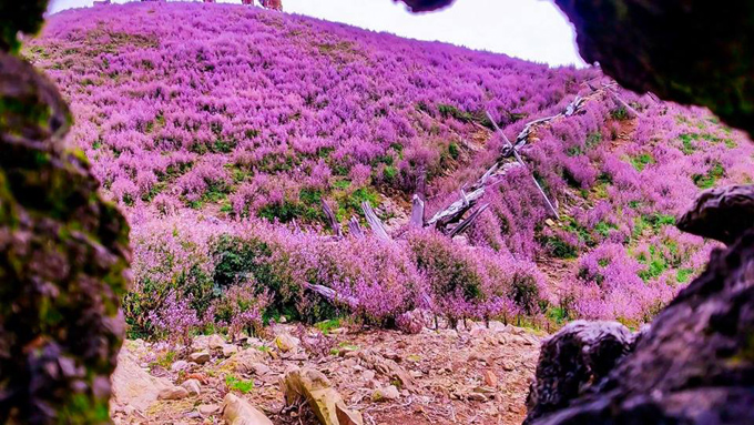 Ngắm hoa tím đẹp lung linh trên đỉnh Tà Chì Nhù ở Yên Bái