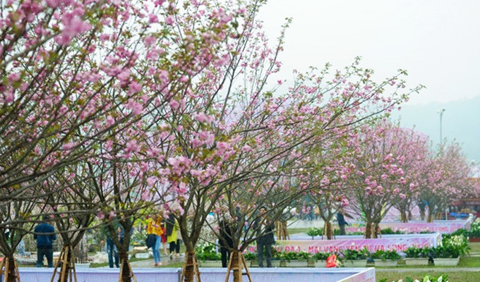 Lễ hội hoa anh đào 2018 diễn ra 4 ngày tại khu vực Vườn hoa Tượng đài Lý Thái Tổ