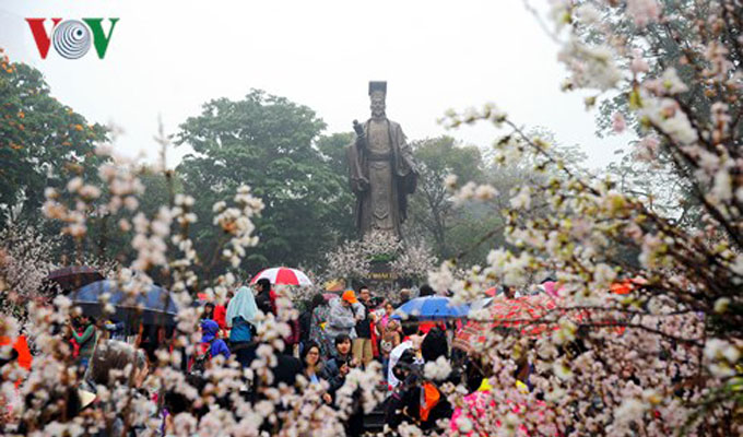 Trưng bày 50 cây và hàng vạn cành hoa anh đào Nhật Bản bên Hồ Gươm