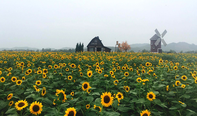 Chiêm ngưỡng cánh đồng hoa hướng dương nở rộ ở Bắc Giang