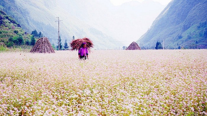 Ha Giang – the land of blooming flowers amid rocks