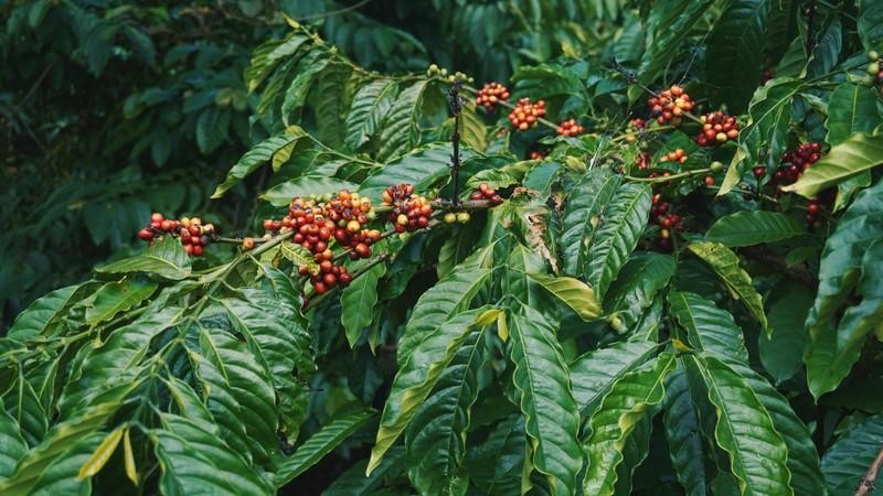 7 Must-Visit Destinations in Vietnam for Coffee Connoisseur