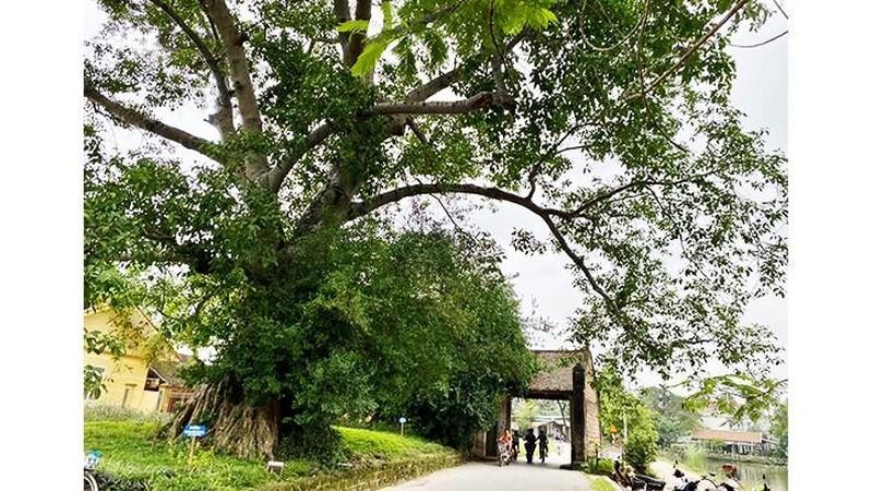 Exploring the ancient village of Duong Lam (Hanoi) on weekends