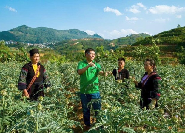Lào Cai: Phát triển công nghiệp dược liệu gắn với du lịch và Chương trình OCOP