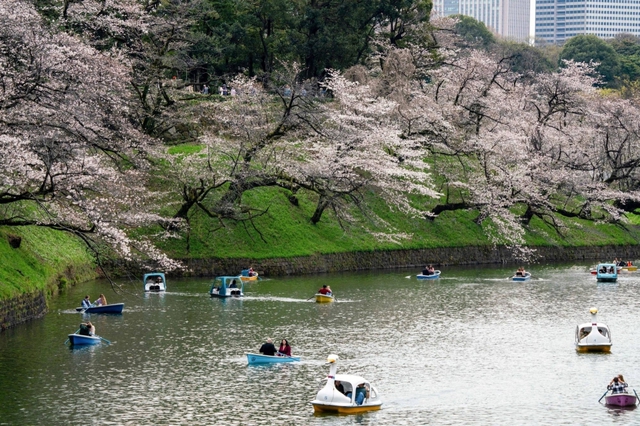Nhật Bản ''hút hồn'' khách du lịch trong mùa hoa anh đào