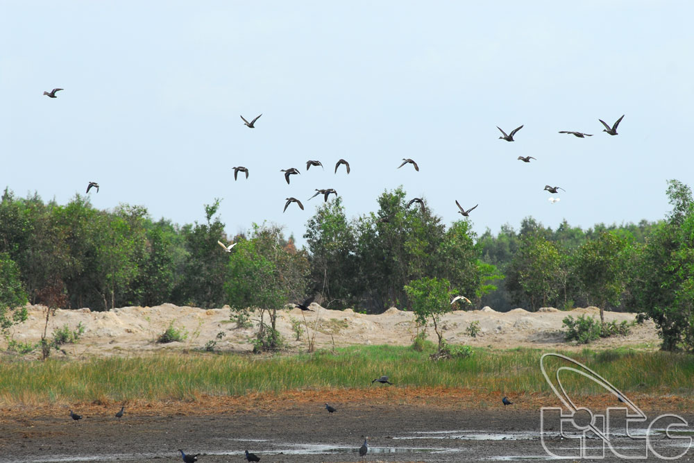 Bird sanctuary in Mekong Delta recognised as national heritage site