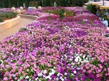 Da Lat gears up for bloom boom 