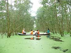 Tra Su Cajuput Forest is a must in flooding season