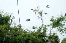 Bac Ninh: Dong Xuyen Stork garden to be come an eco-tourist site