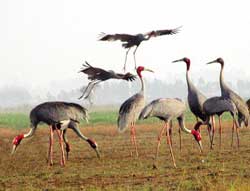 Tram Chim National Park â€“ a green island of red-headed cranes 