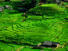 Hoang Su Phi terraced fields recognised as national heritage
