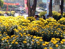 Tưng bừng Hội hoa Xuân ở Đà Nẵng và Huế 