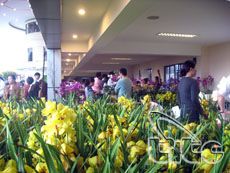 Chợ hoa Tết - sắc thái văn hóa của thủ đô Hà Nội