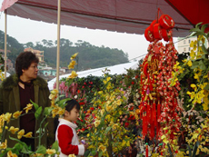 Chợ hoa xuân Hạ Long 2011 bắt đầu từ 25/1 