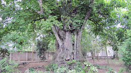 5 cây thị cổ được công nhận là cây di sản Việt Nam 