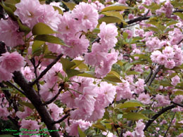 Nhật Bản trồng 1.000 cây hoa anh đào tặng Hà Nội