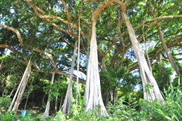 Đà Nẵng bảo vệ cây đa cổ thụ ở bán đảo Sơn Trà