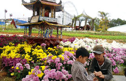 Làng hoa Thái Phiên (Đà Lạt) đón hơn 4.000 lượt khách tham quan