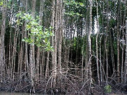 Thừa Thiên-Huế mở rộng khu bảo tồn rừng ngập mặn nhằm phát triển du lịch sinh thái