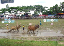 Lễ hội đua bò Bảy Núi tại An Giang