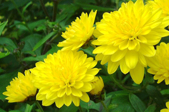 Chrysanthemum (Hoa Cuc)